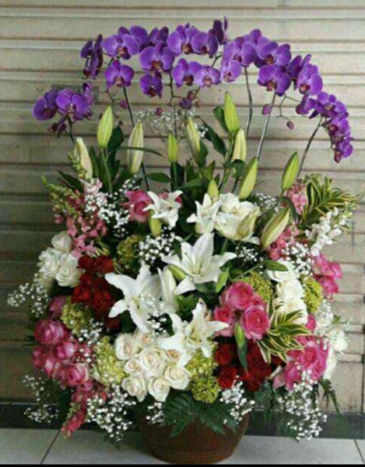 Anggrek bulan